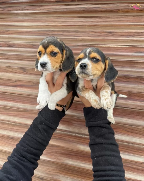 Irk Ve Saglik Garantili Beagle