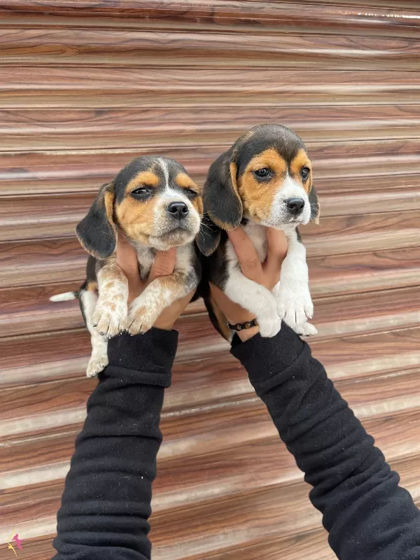 Irk Ve Saglik Garantili Beagle