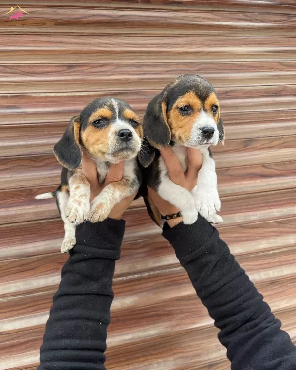 Irk Ve Saglik Garantili Beagle