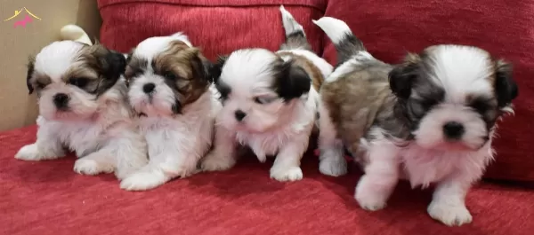Irk Ve Saglik Garantili Shihtzu