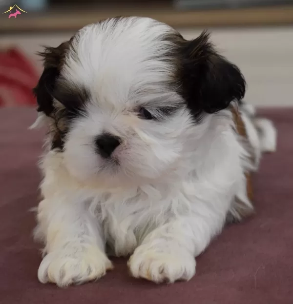 Irk Ve Saglik Garantili Shihtzu