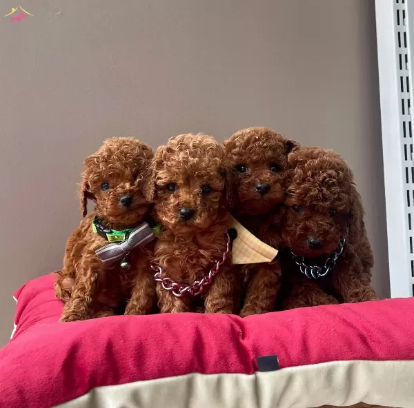 Toy Poodle Red Brown Safkan Belgeli Eğitimli Yavrularımız