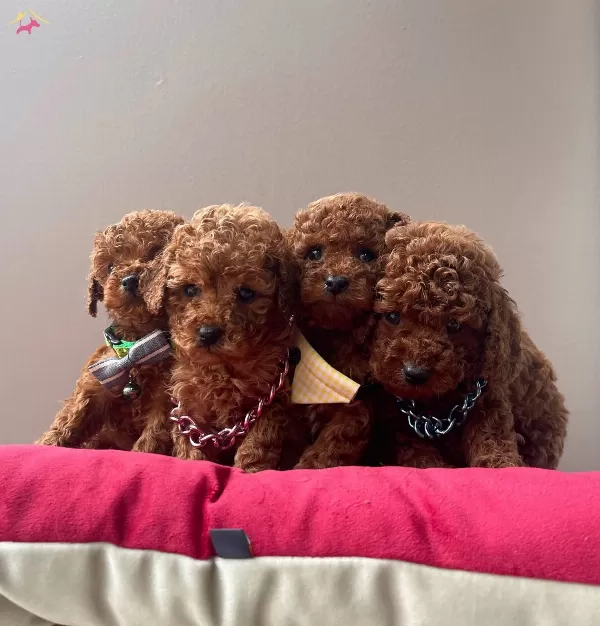 Toy Poodle Red Brown Safkan Belgeli Eğitimli Yavrularımız