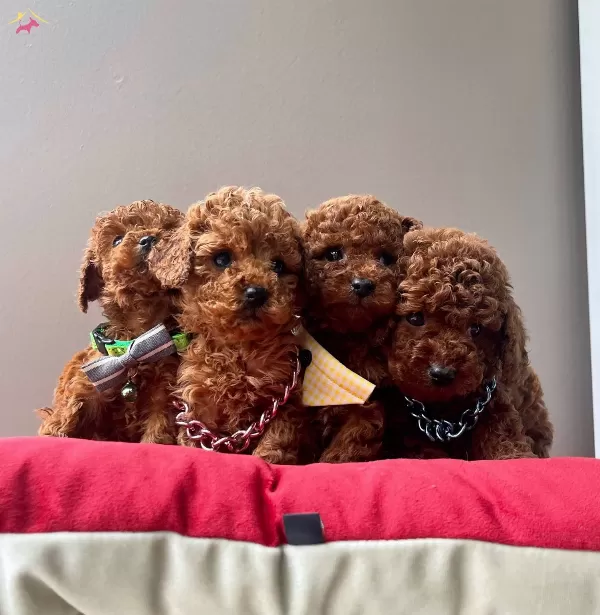 Toy Poodle Red Brown Safkan Belgeli Eğitimli Yavrularımız