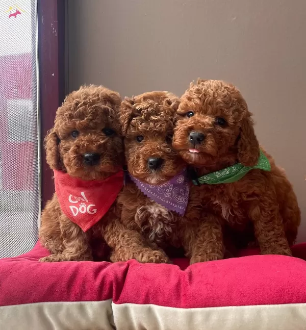 Toy Poodle Red Brown Asili Eğitimli Belgeli Yavrularımız