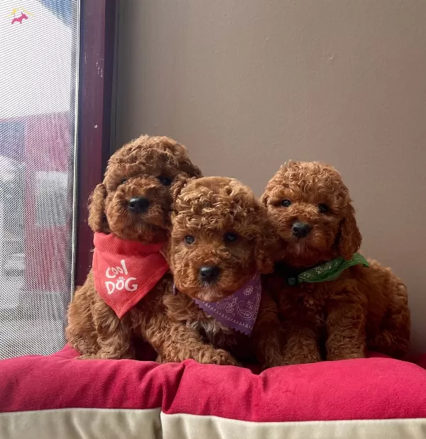 Toy Poodle Red Brown Asili Eğitimli Belgeli Yavrularımız