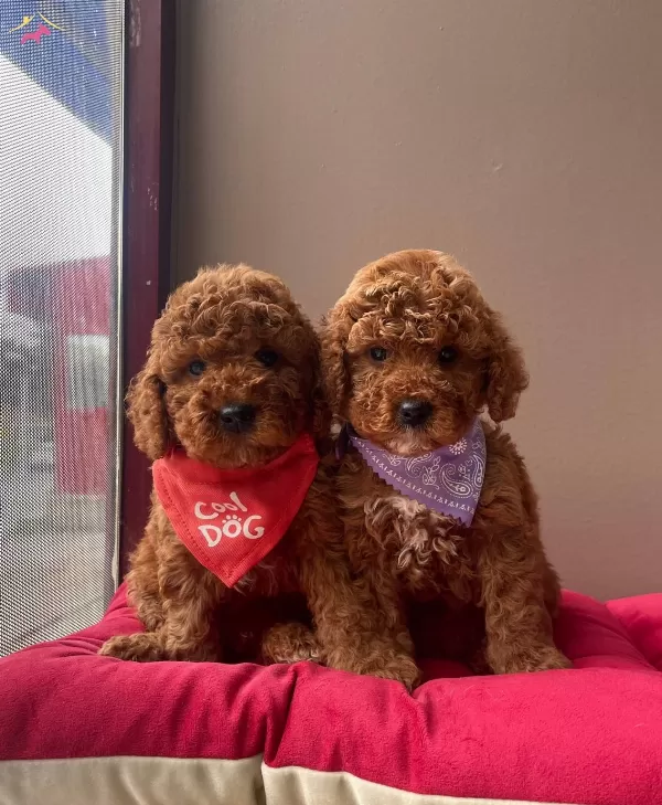 Toy Poodle Red Brown Asili Eğitimli Belgeli Yavrularımız