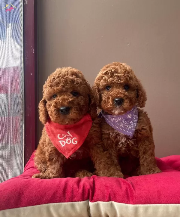 Toy Poodle Red Brown Asili Eğitimli Belgeli Yavrularımız