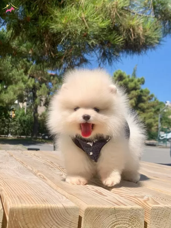 Pomeranian Boo Teddy Bear Ayı Surat Yavrularımız