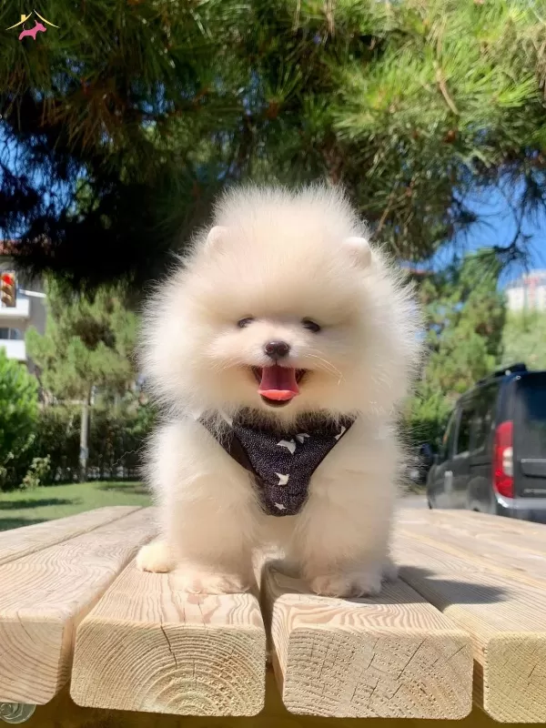 Pomeranian Boo Teddy Bear Ayı Surat Yavrularımız