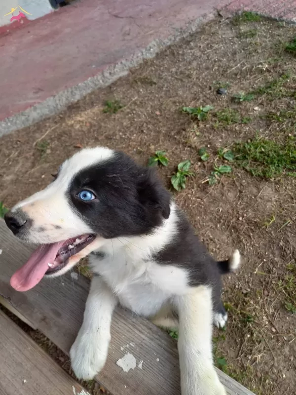 Dunyanin En Akilli Kopekleri