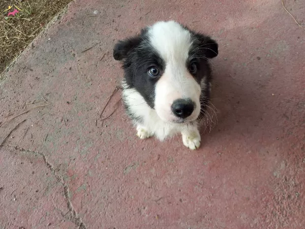 Dunyanin En Akilli Kopekleri