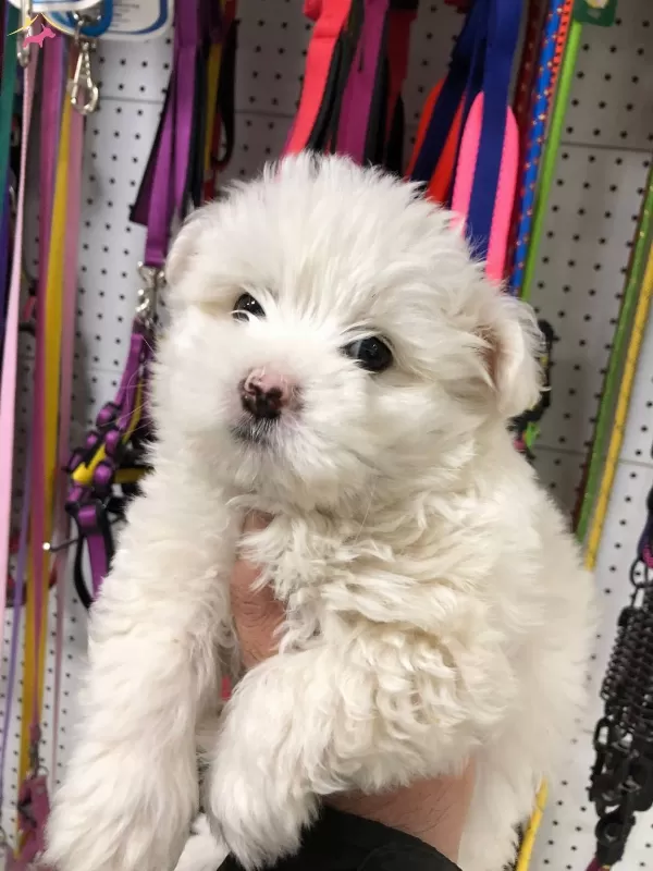 Maltesse Terrier Numara