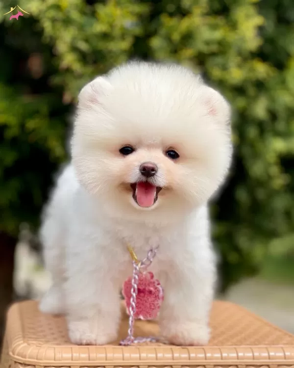 Pomeranian Boo Ayı Surat Safkan Belgeli Yavrularımız