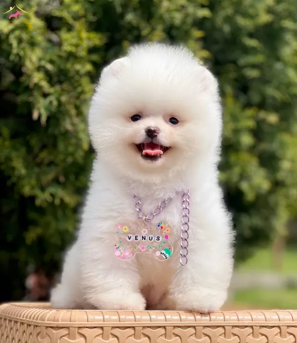 Pomeranian Boo Ayı Surat Safkan Belgeli Yavrularımız