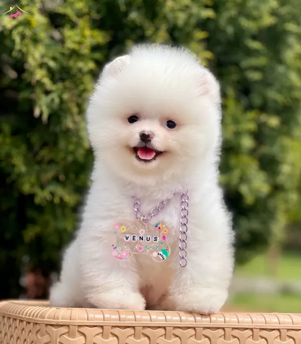 Pomeranian Boo Ayı Surat Safkan Belgeli Yavrularımız