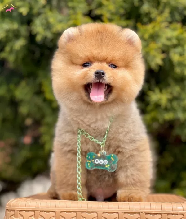 Pomeranian Boo Ayı Surat Safkan Belgeli Yavrularımız