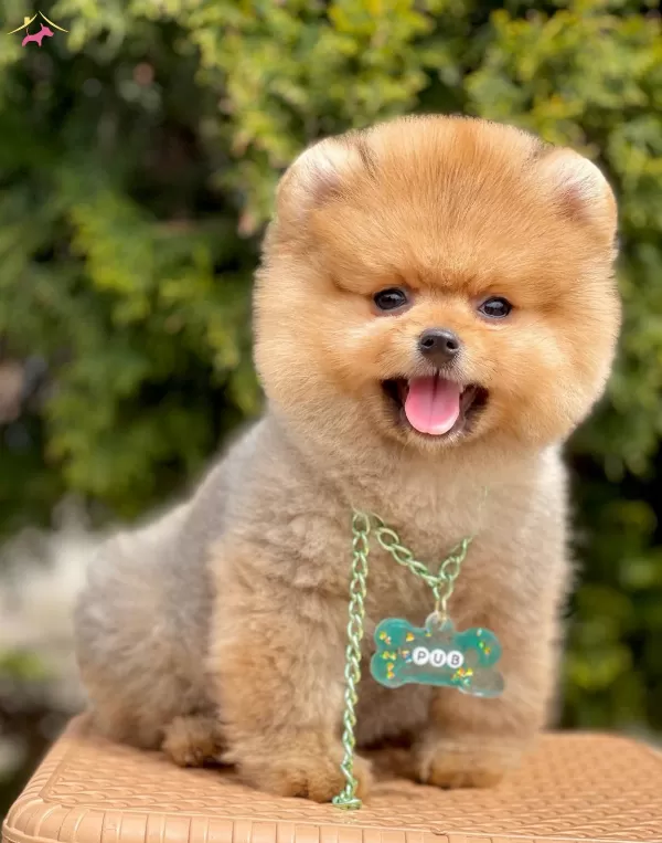 Pomeranian Boo Ayı Surat Safkan Belgeli Yavrularımız