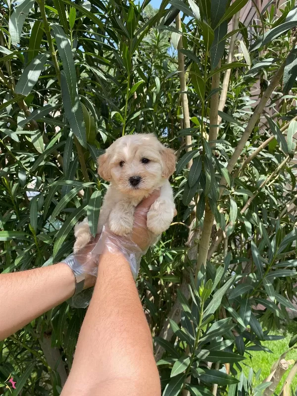 Pofuduk Tuylu Maltipoo Yavruları