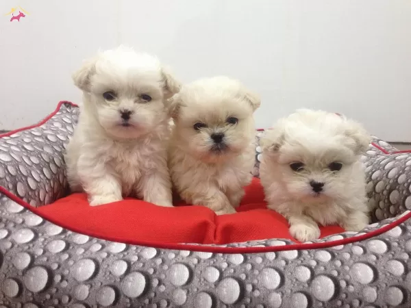 Maltesse Terrier Sıfır Numara