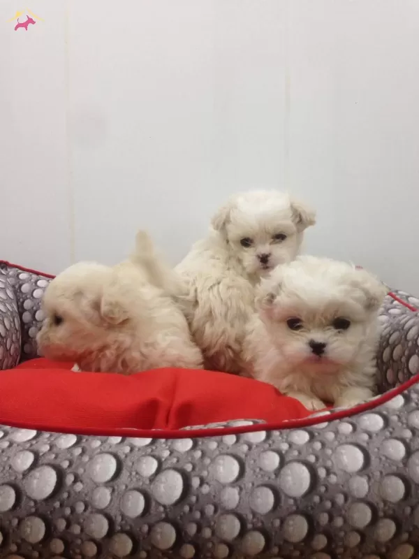 Maltesse Terrier Sıfır Numara