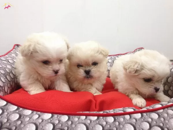 Maltesse Terrier Sıfır Numara
