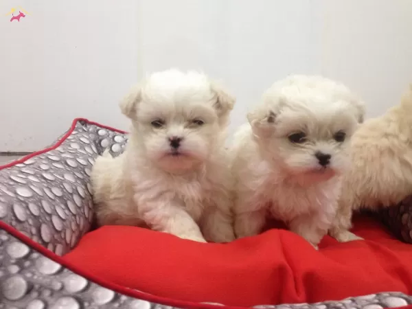 Maltesse Terrier Sıfır Numara