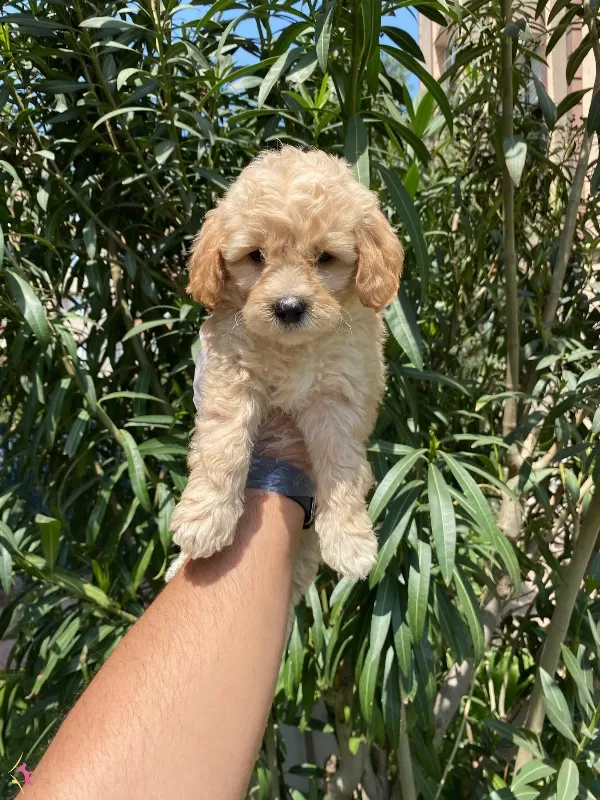 En Masum Ve Sevimli Maltipoo Bebekler
