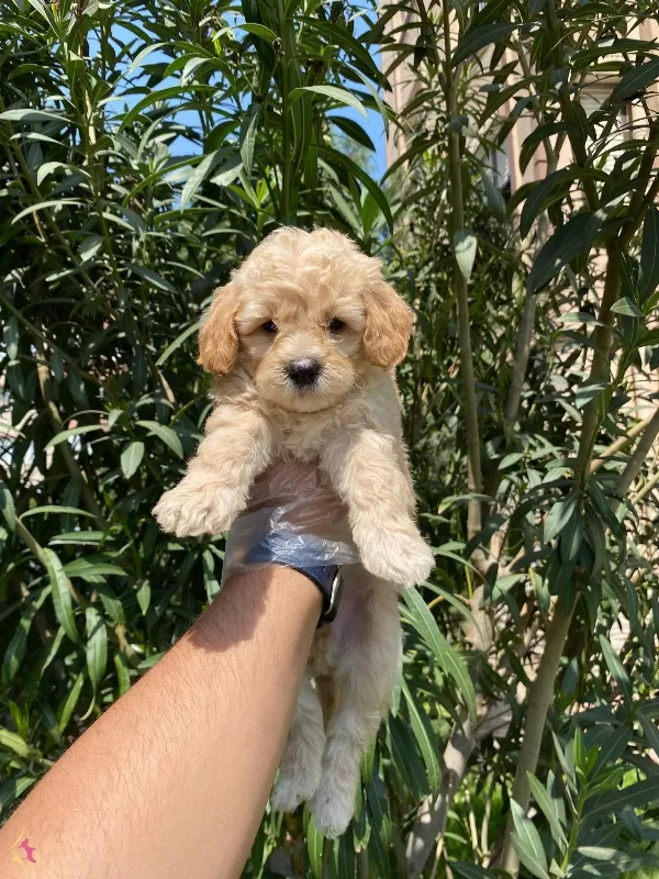 En Masum Ve Sevimli Maltipoo Bebekler