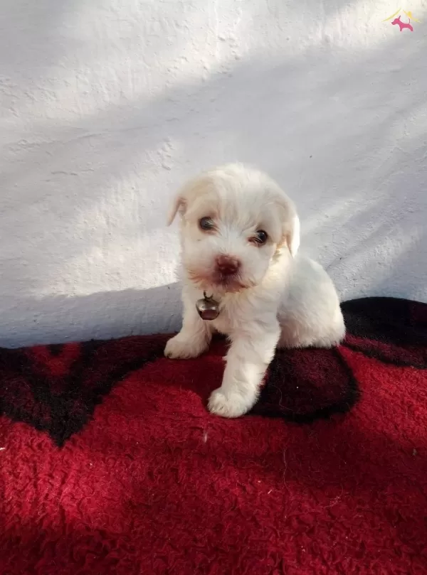 Maltesse Terrier Sıfır Numara
