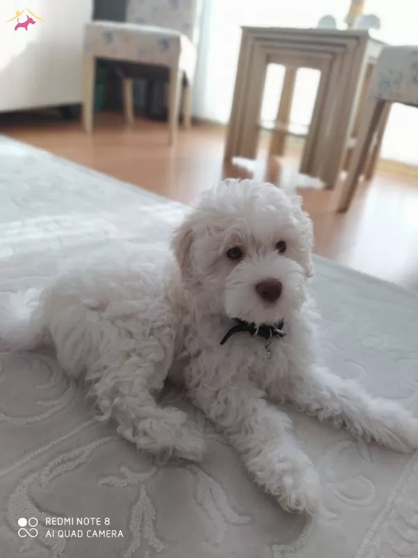 Maltesse Terrier Sıfır Numara