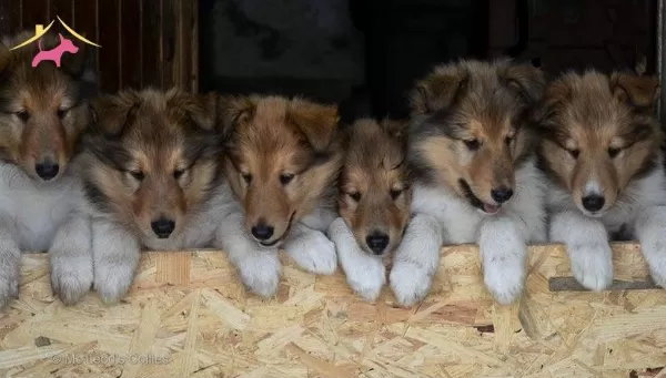 Rough Collie Lassie Irk Ve Sağlık Garantili Yavrularımız