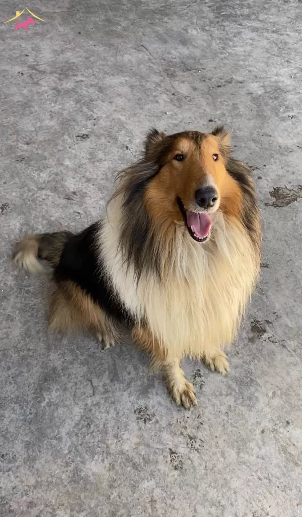 Rough Collie Lassie Irk Ve Sağlık Garantili Yavrularımız