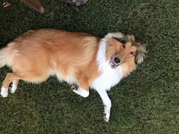 Rough Collie Lassie Irk Ve Sağlık Garantili Yavrularımız
