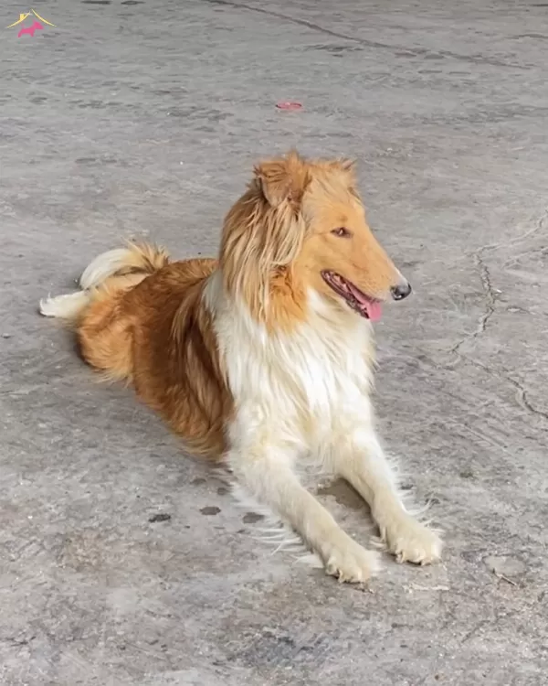 Rough Collie Lassie Irk Ve Sağlık Garantili Yavrularımız