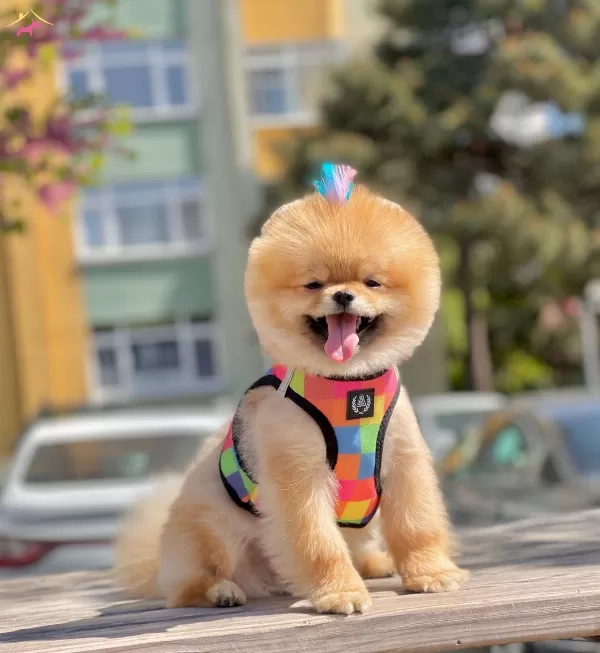 Pomeranian Boo Sampiyon Babanın Bebek Suratlı Oglu Oscar