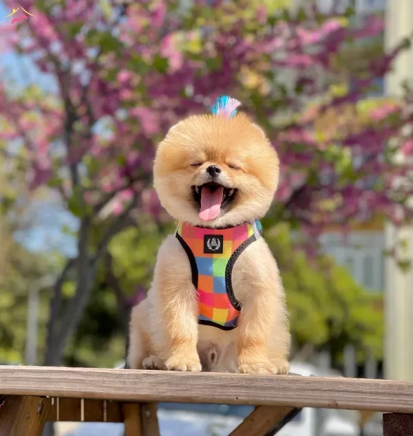 Pomeranian Boo Sampiyon Babanın Bebek Suratlı Oglu Oscar