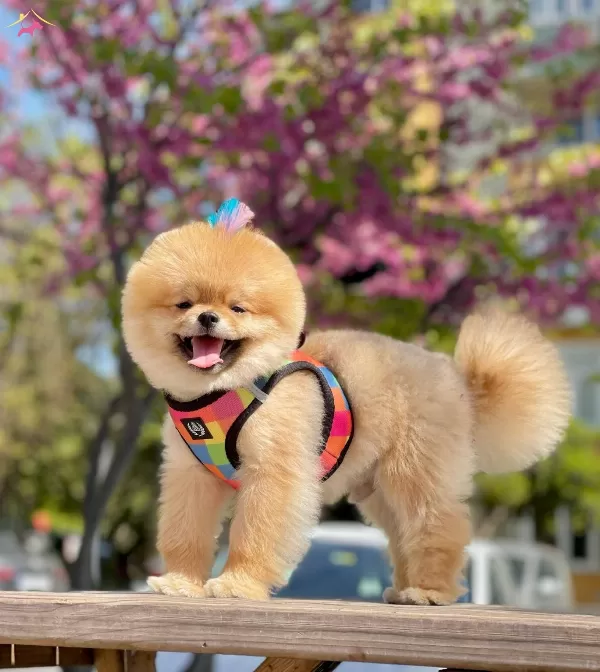 Pomeranian Boo Sampiyon Babanın Bebek Suratlı Oglu Oscar