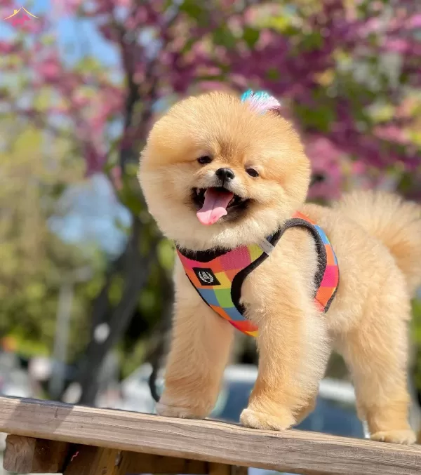 Pomeranian Boo Sampiyon Babanın Bebek Suratlı Oglu Oscar