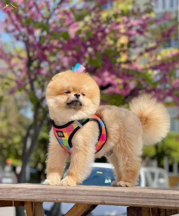 Pomeranian Boo Sampiyon Babanın Bebek Suratlı Oglu Oscar