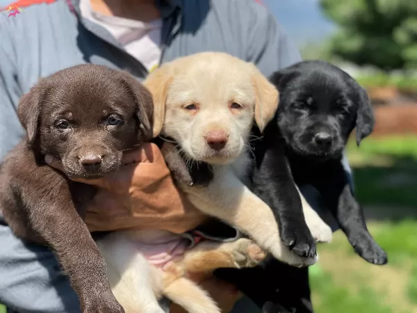 Kahve Ve Beyaz Labrador Yavrularımız