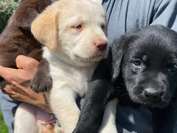 Kahve Ve Beyaz Labrador Yavrularımız