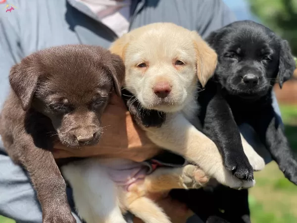 Kahve Ve Beyaz Labrador Yavrularımız