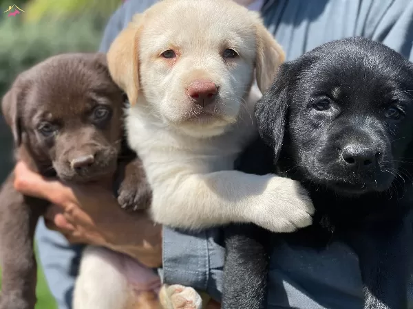 Kahve Ve Beyaz Labrador Yavrularımız