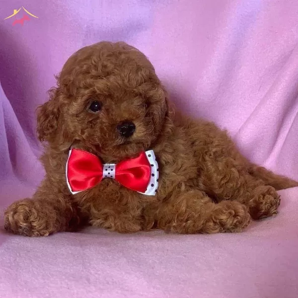 Toy Poodle Red Dark Red Black Apricot Her Renk Yavrularımız