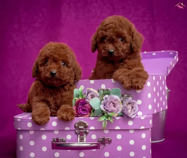 Toy Poodle Red Dark Red Black Apricot Her Renk Yavrularımız