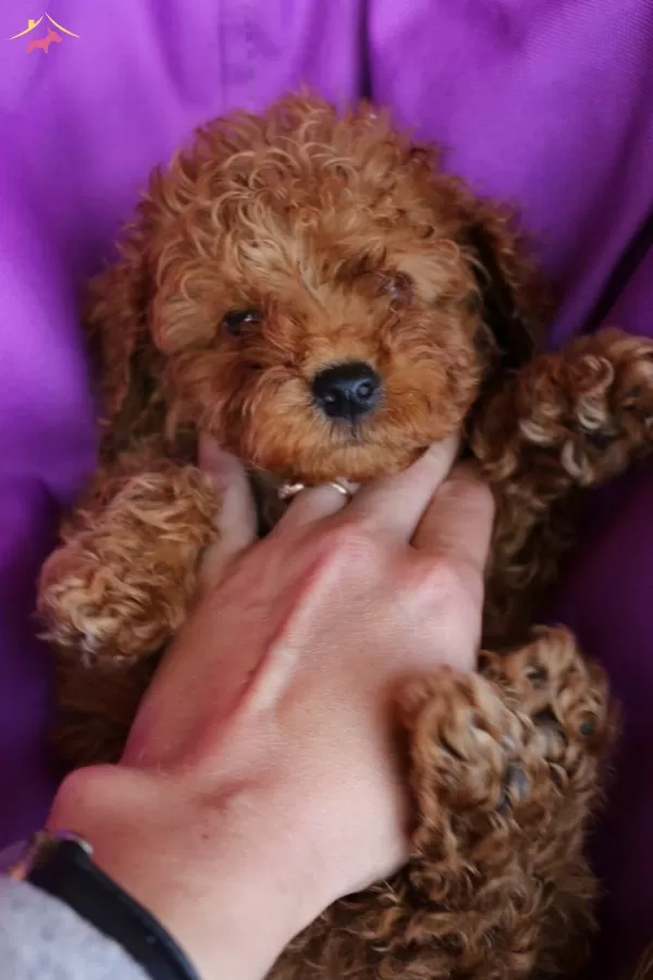 Toy Poodle Red Dark Red Black Apricot Her Renk Yavrularımız
