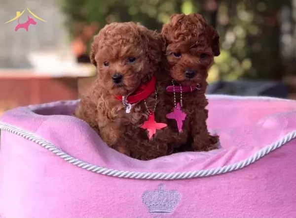 Toy Poodle Red Dark Red Black Apricot Her Renk Yavrularımız
