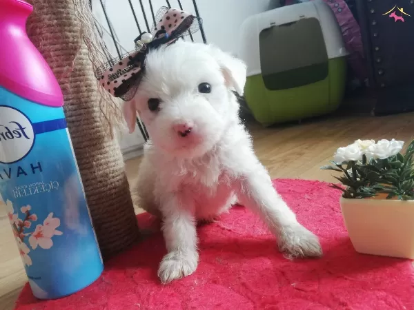 Maltesse Terrier Sıfır Numara