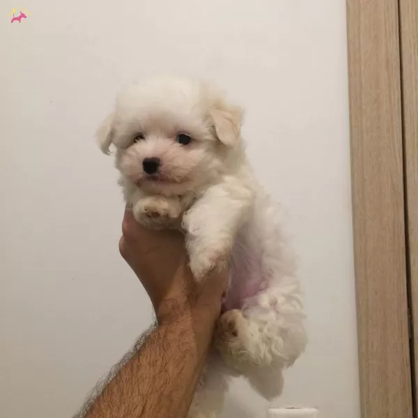 Maltesse Terrier Sıfır Numara